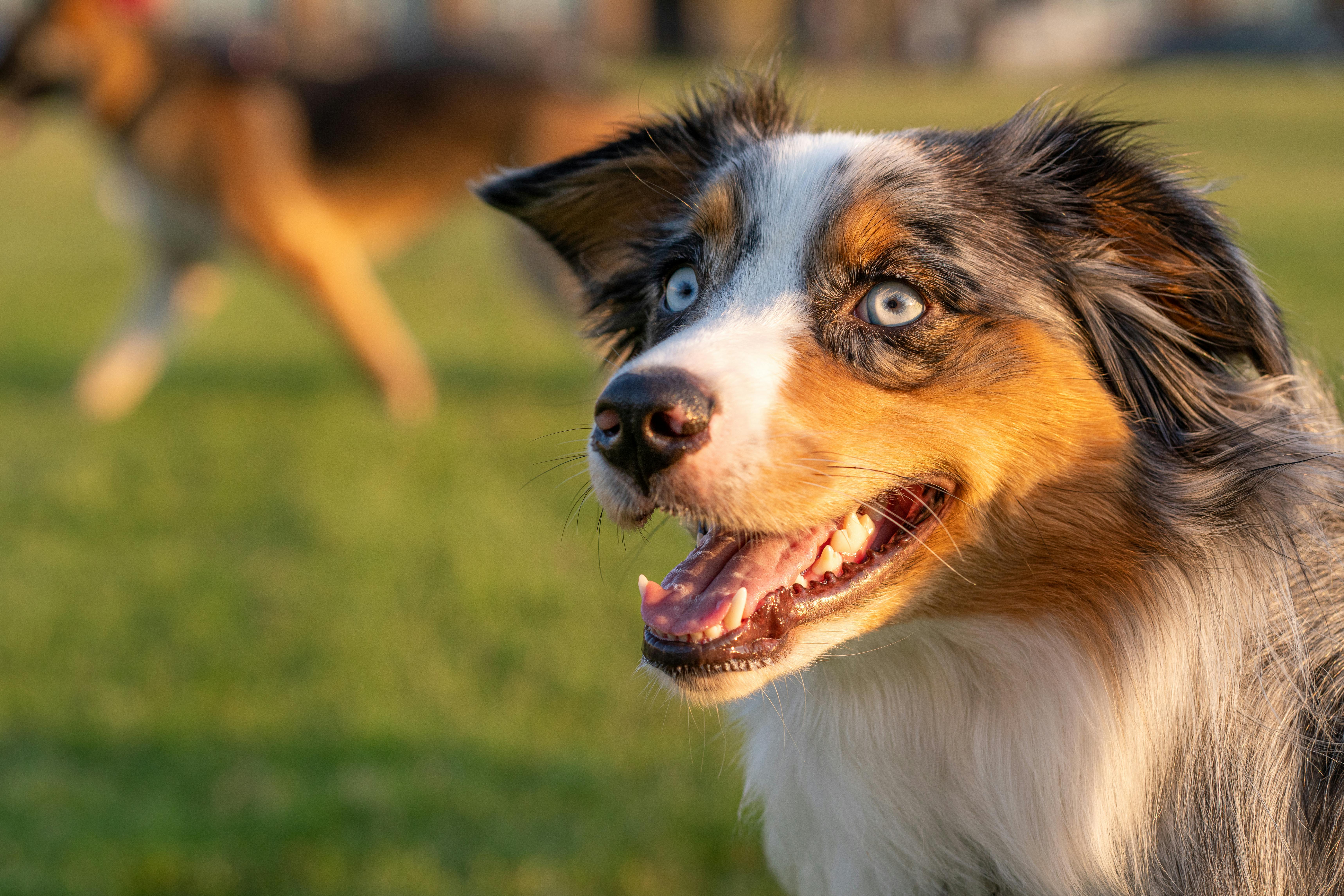 Australian Shepherd dog