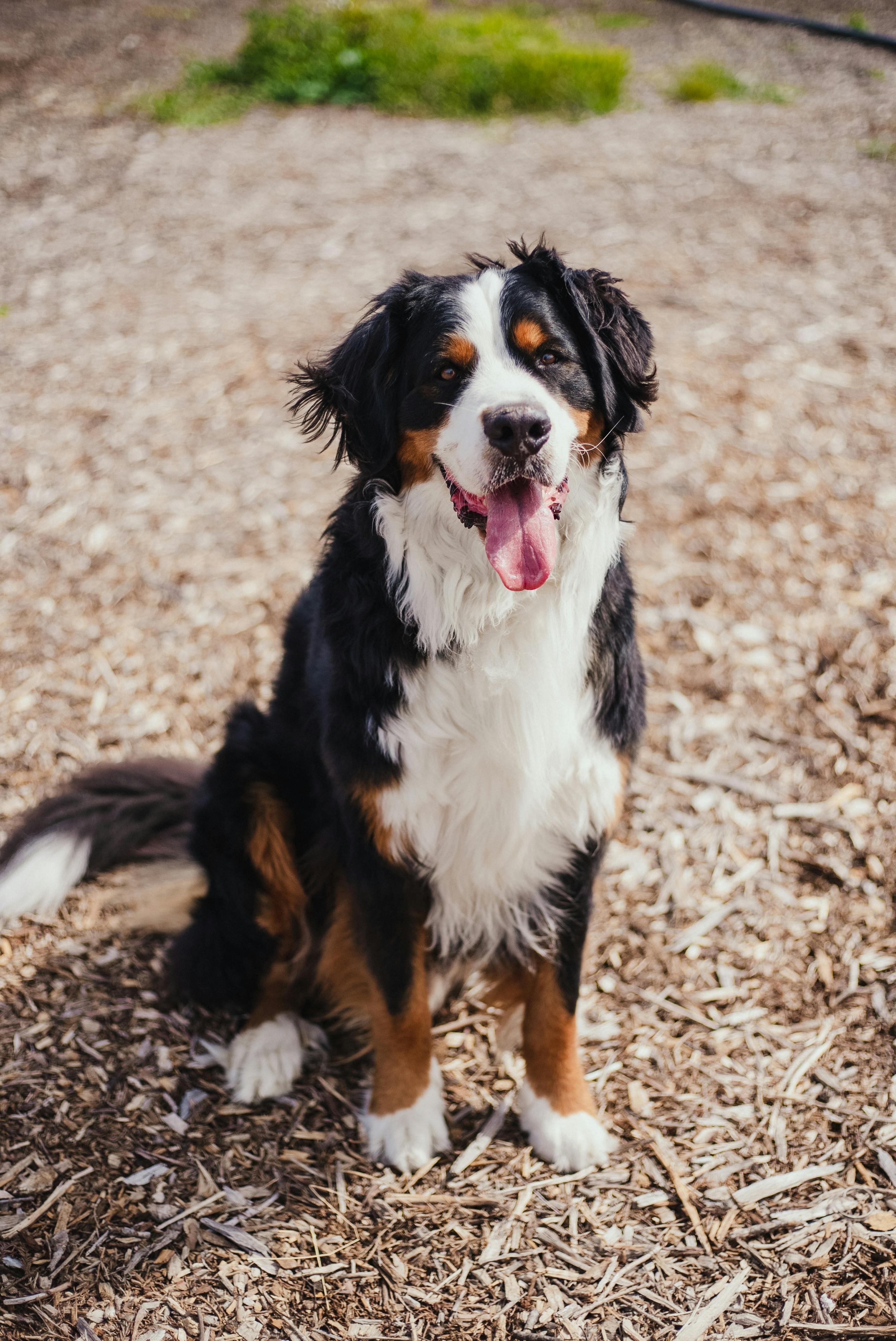 Bernese Mountain Dog dog