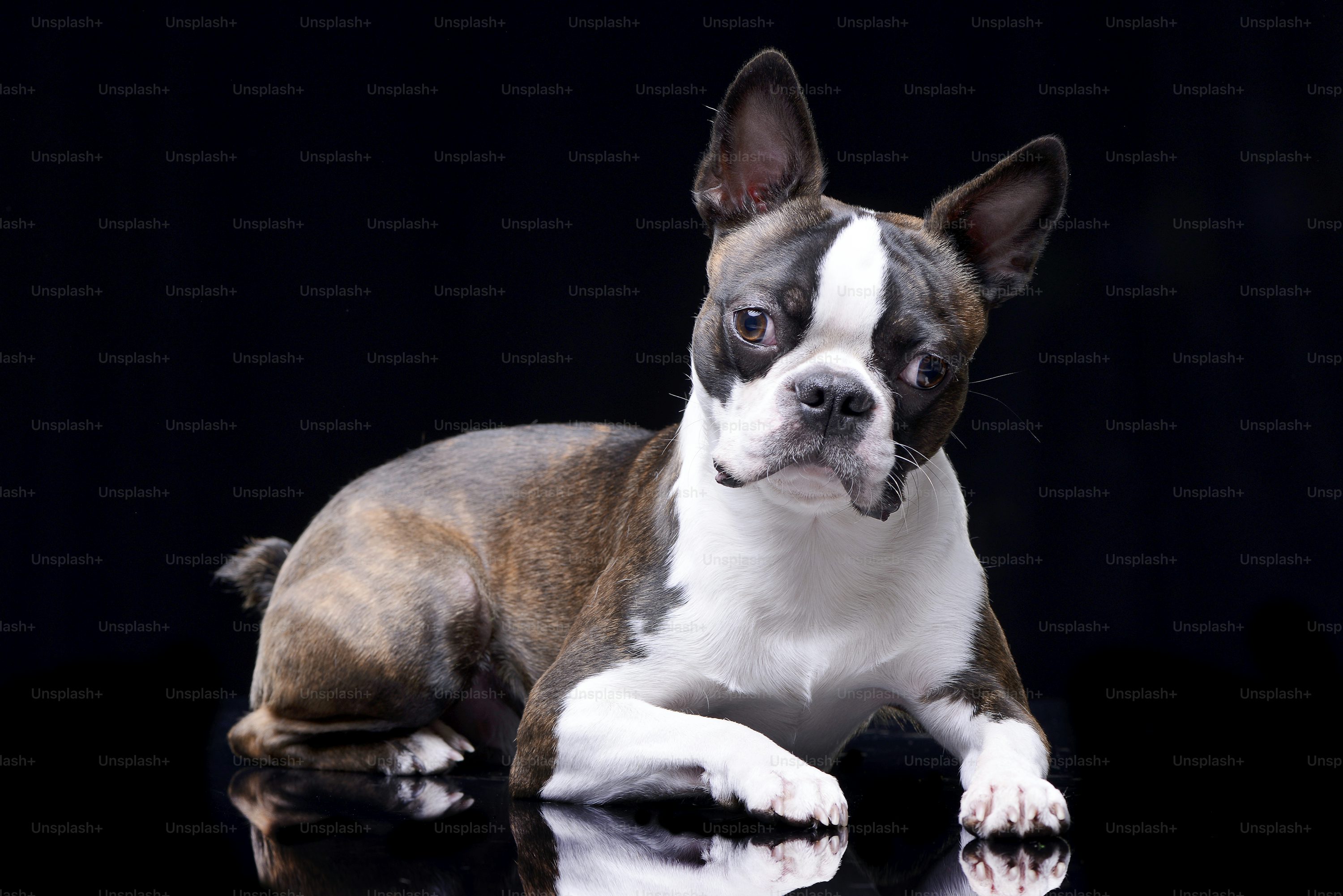 Boston Terrier dog