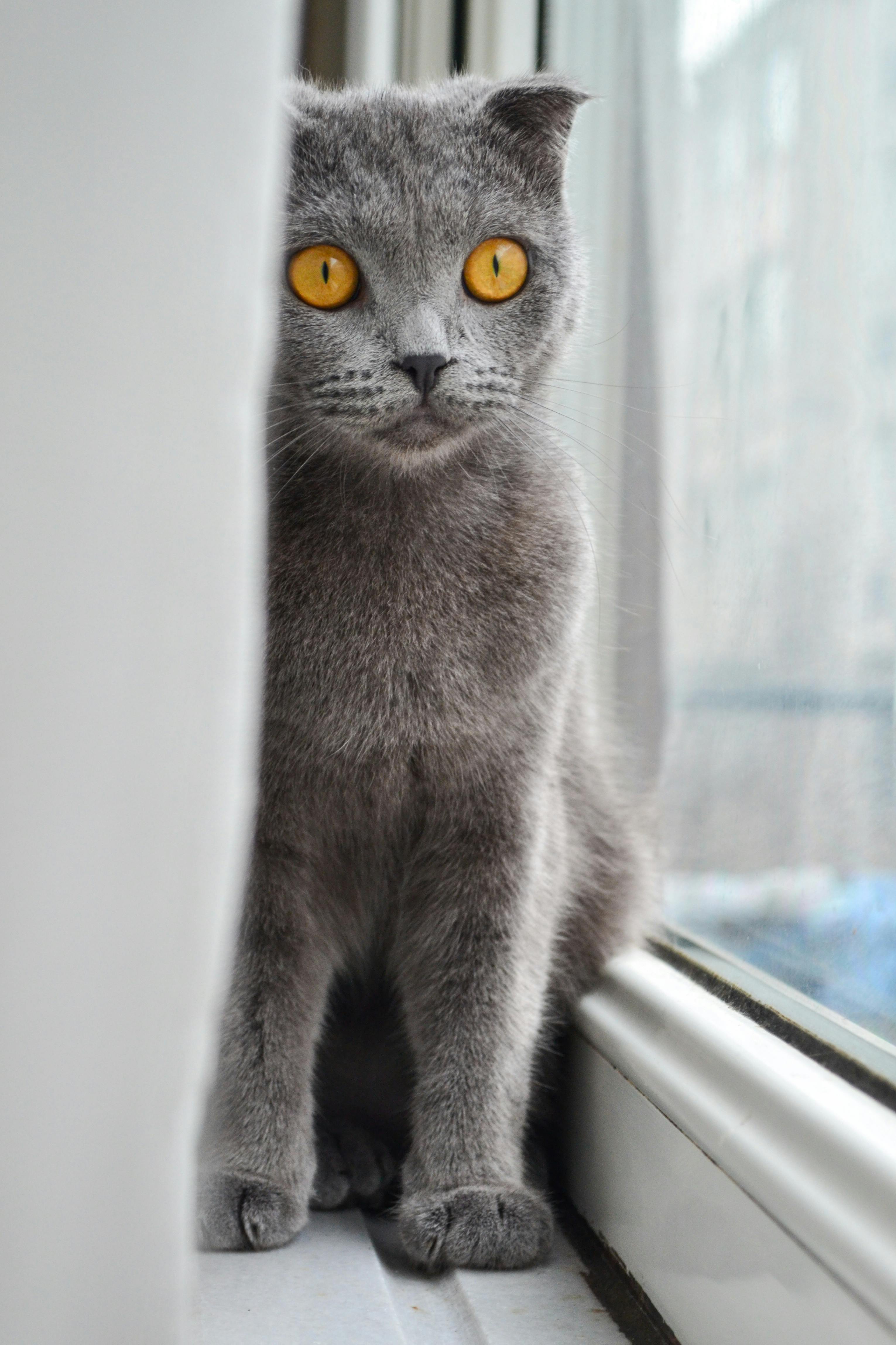 British Shorthair cat cat