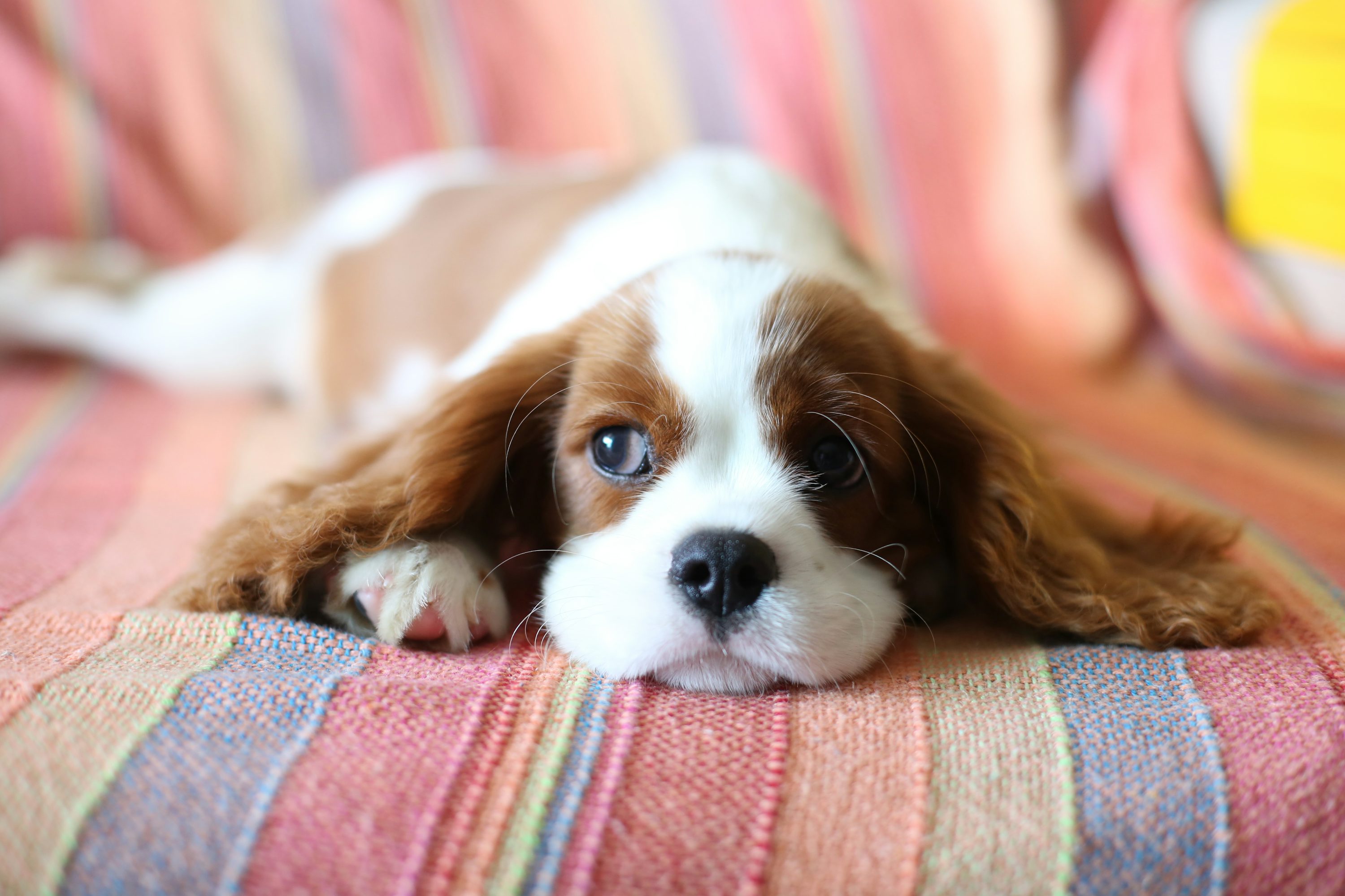 Cavalier King Charles Spaniel dog