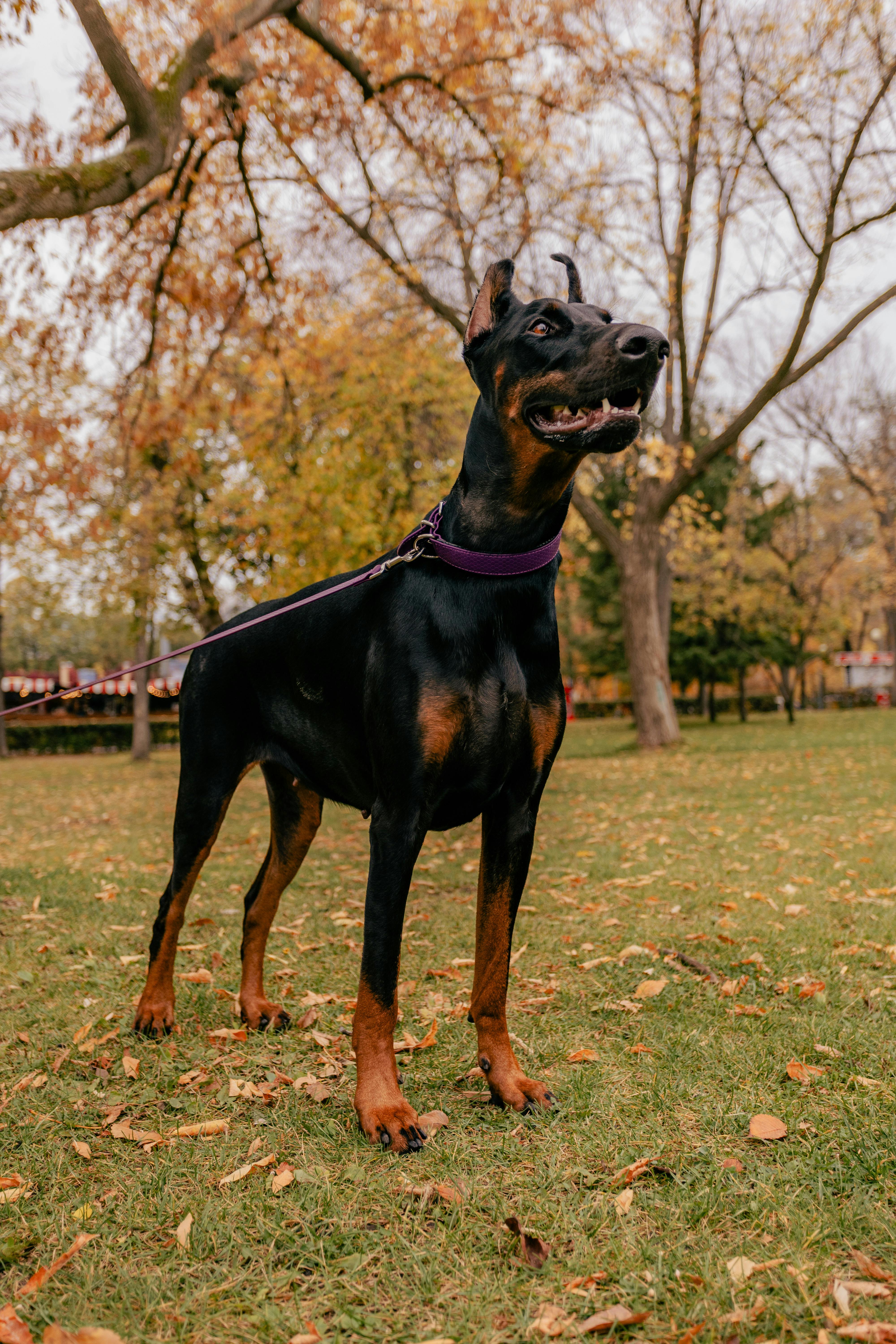 Doberman Pinscher dog