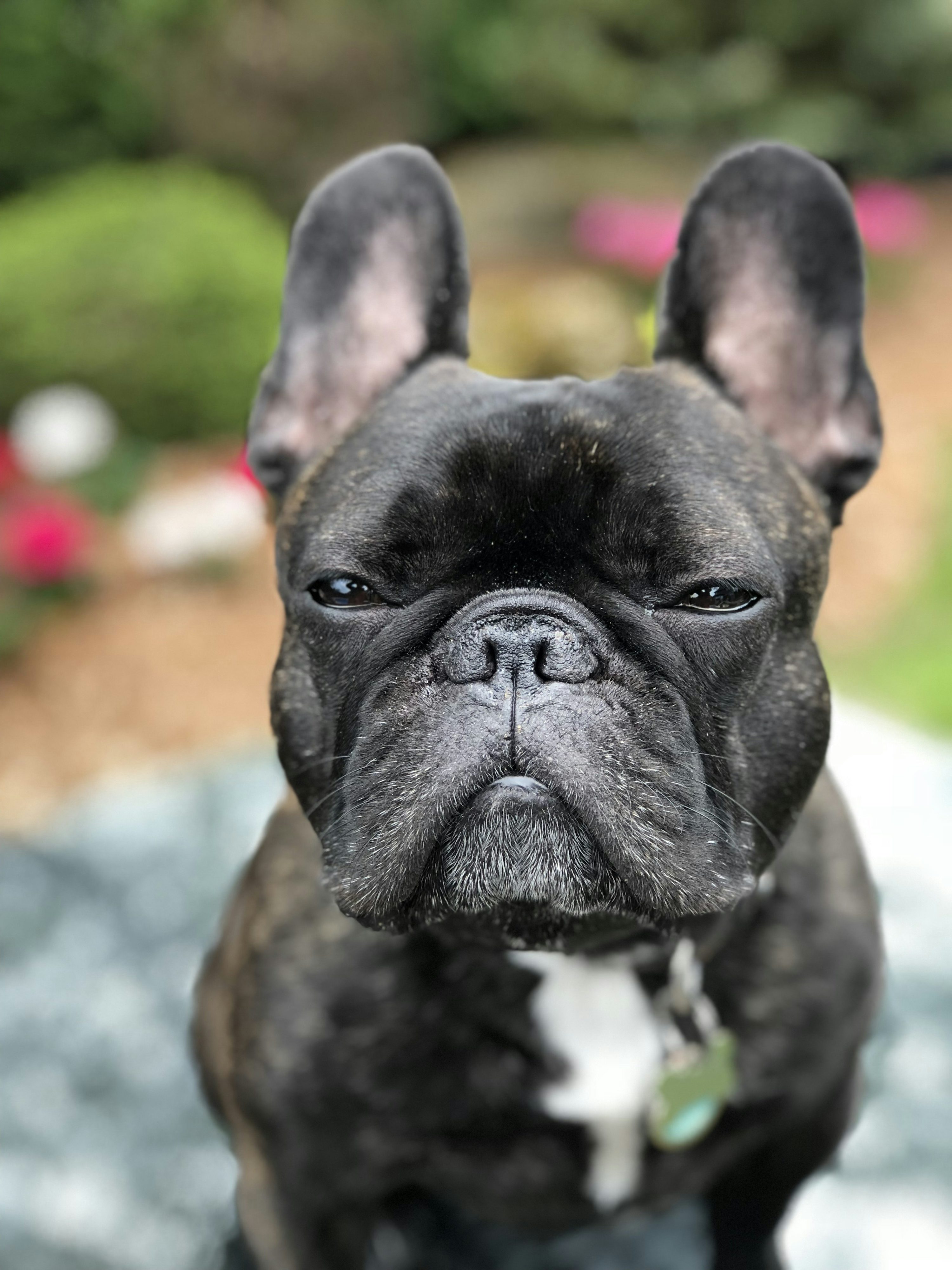 French Bulldog dog