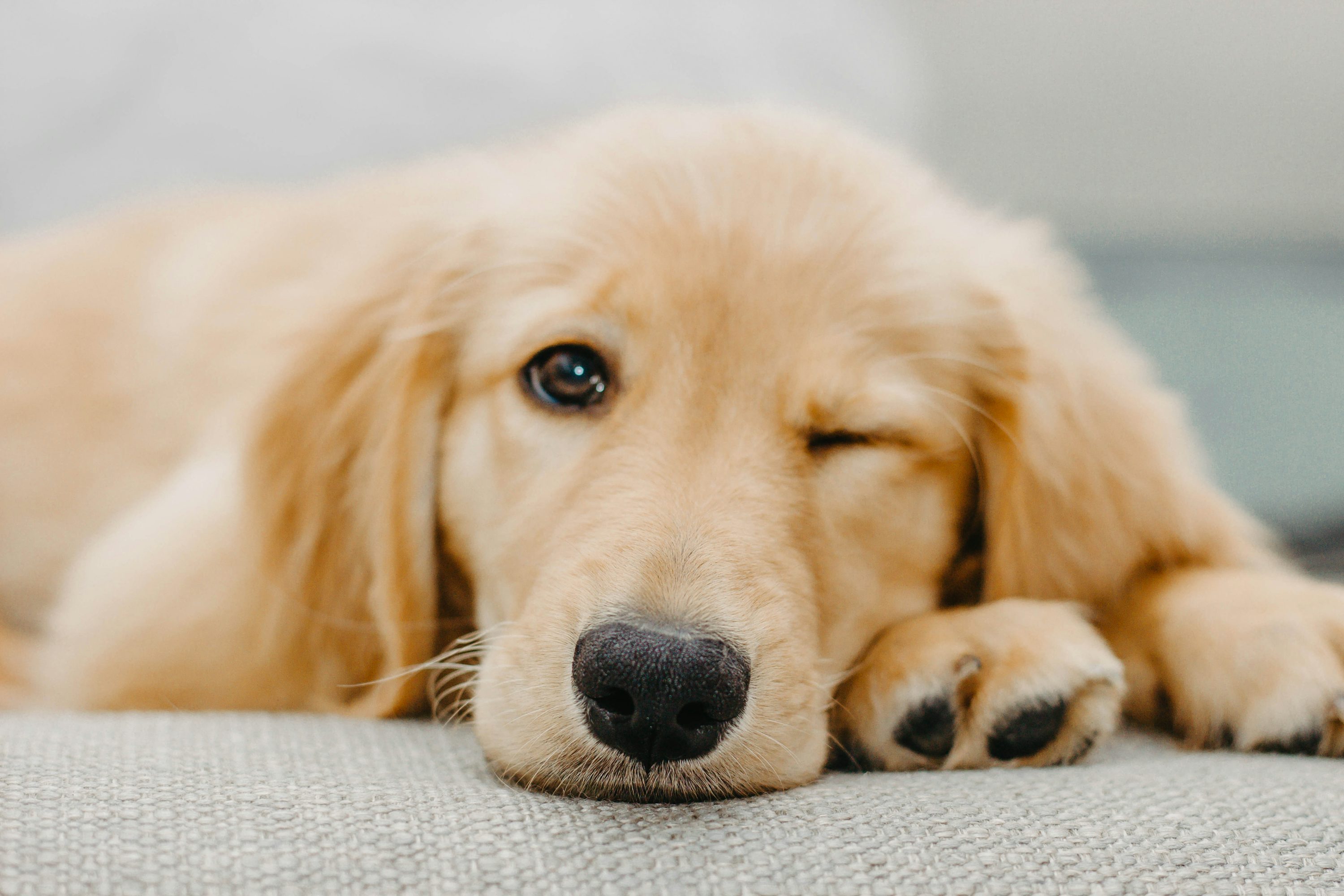 Golden Retriever dog