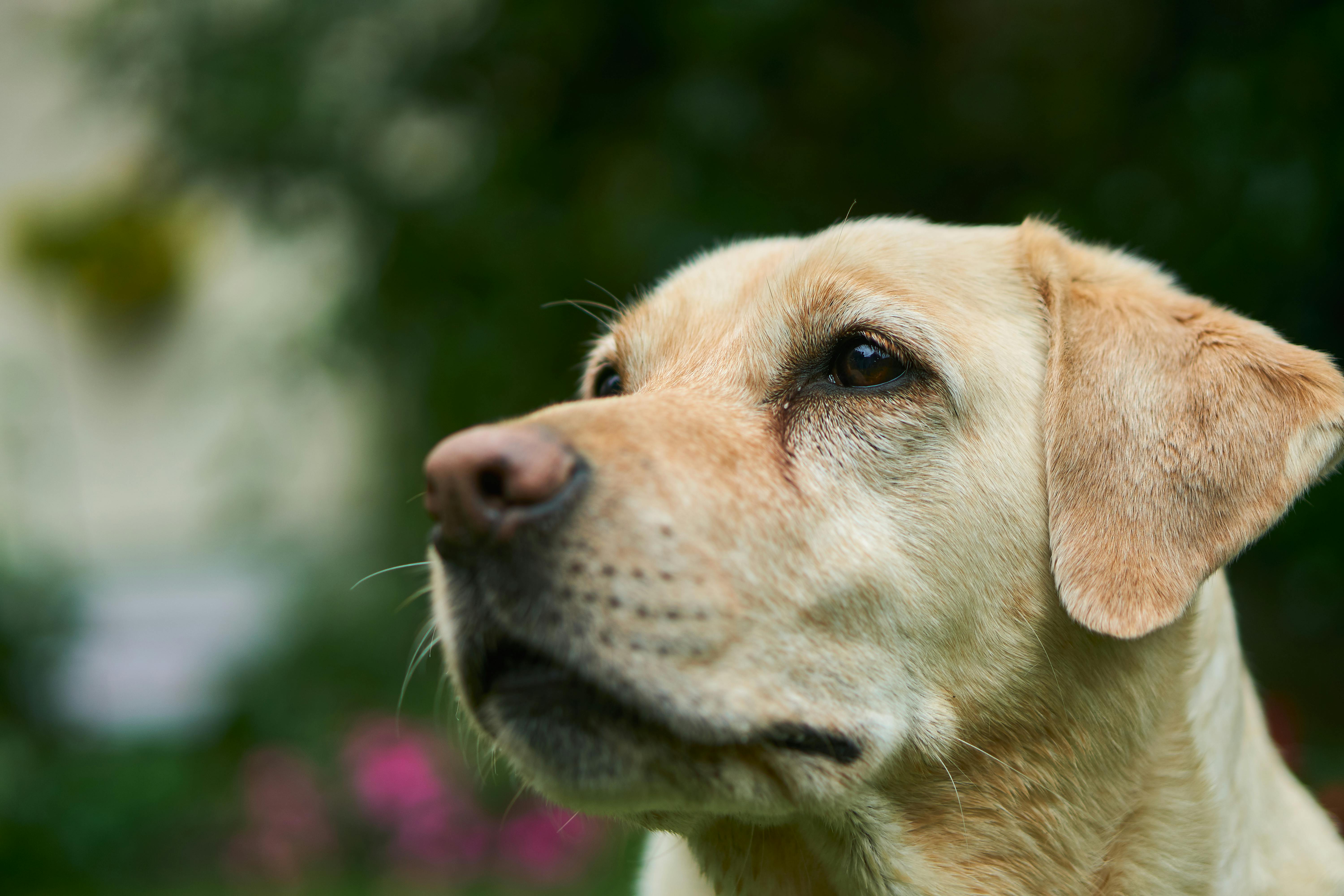 Labrador Retriever dog
