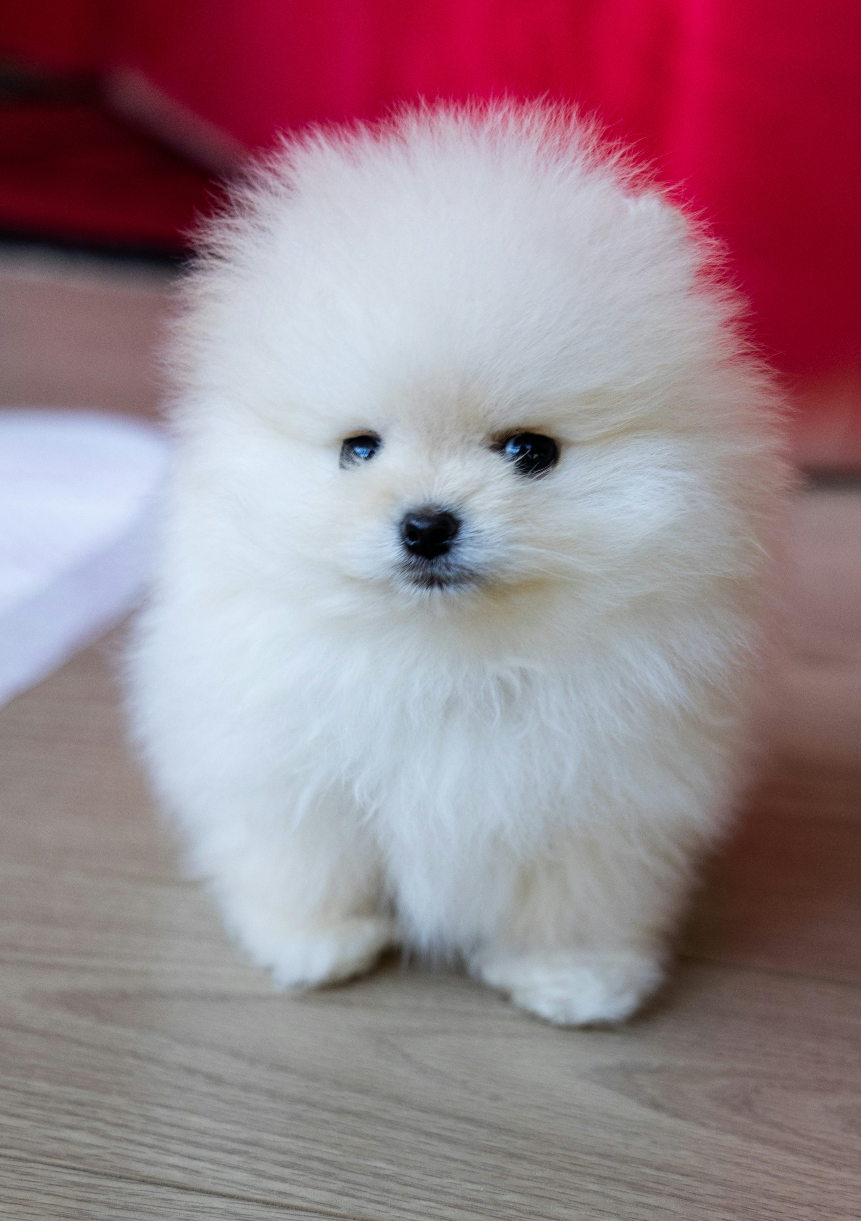 Pomeranian dog