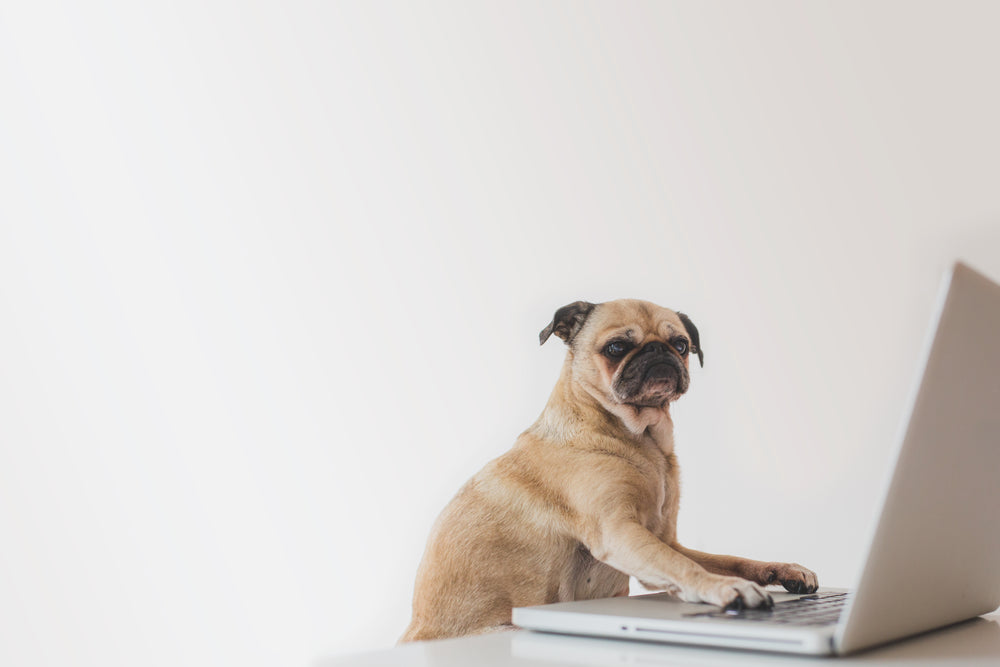 Pug dog