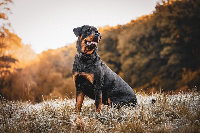 Rottweiler dog