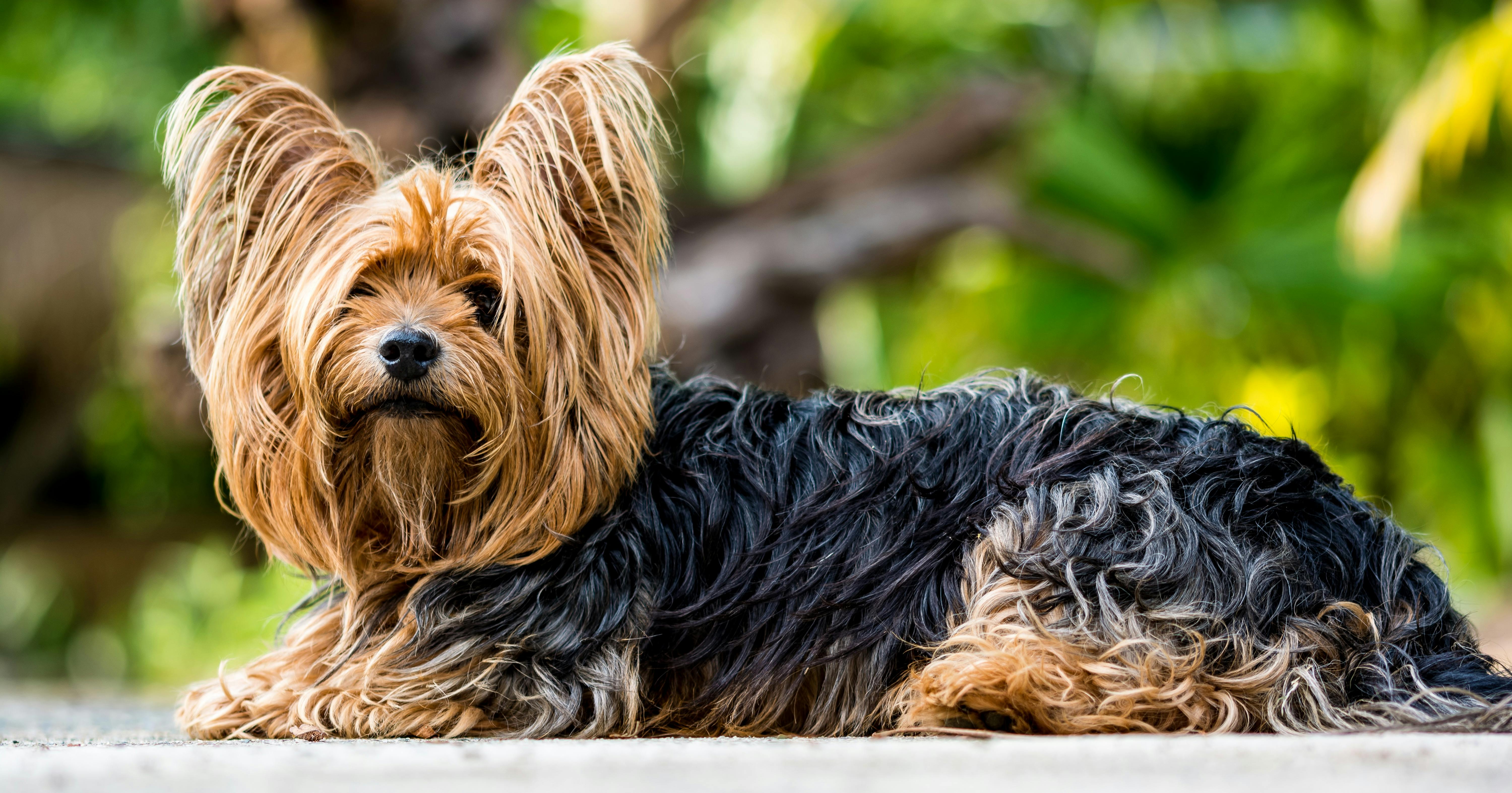 Yorkshire Terrier dog